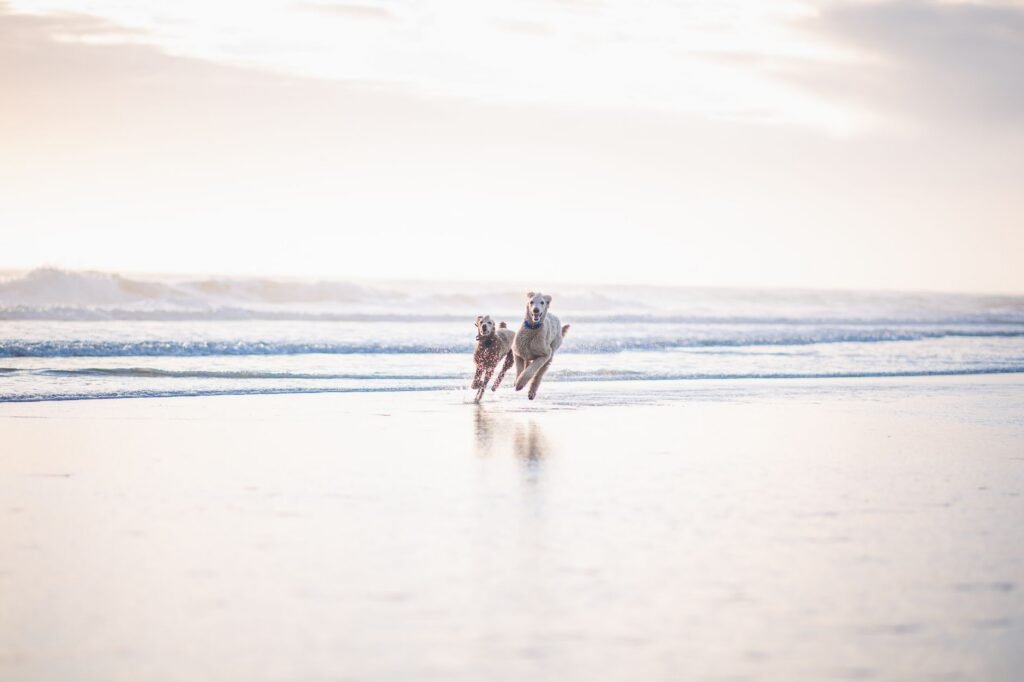 Two dogs joyfully running on a sunny beach, capturing the essence of freedom and play outdoors.