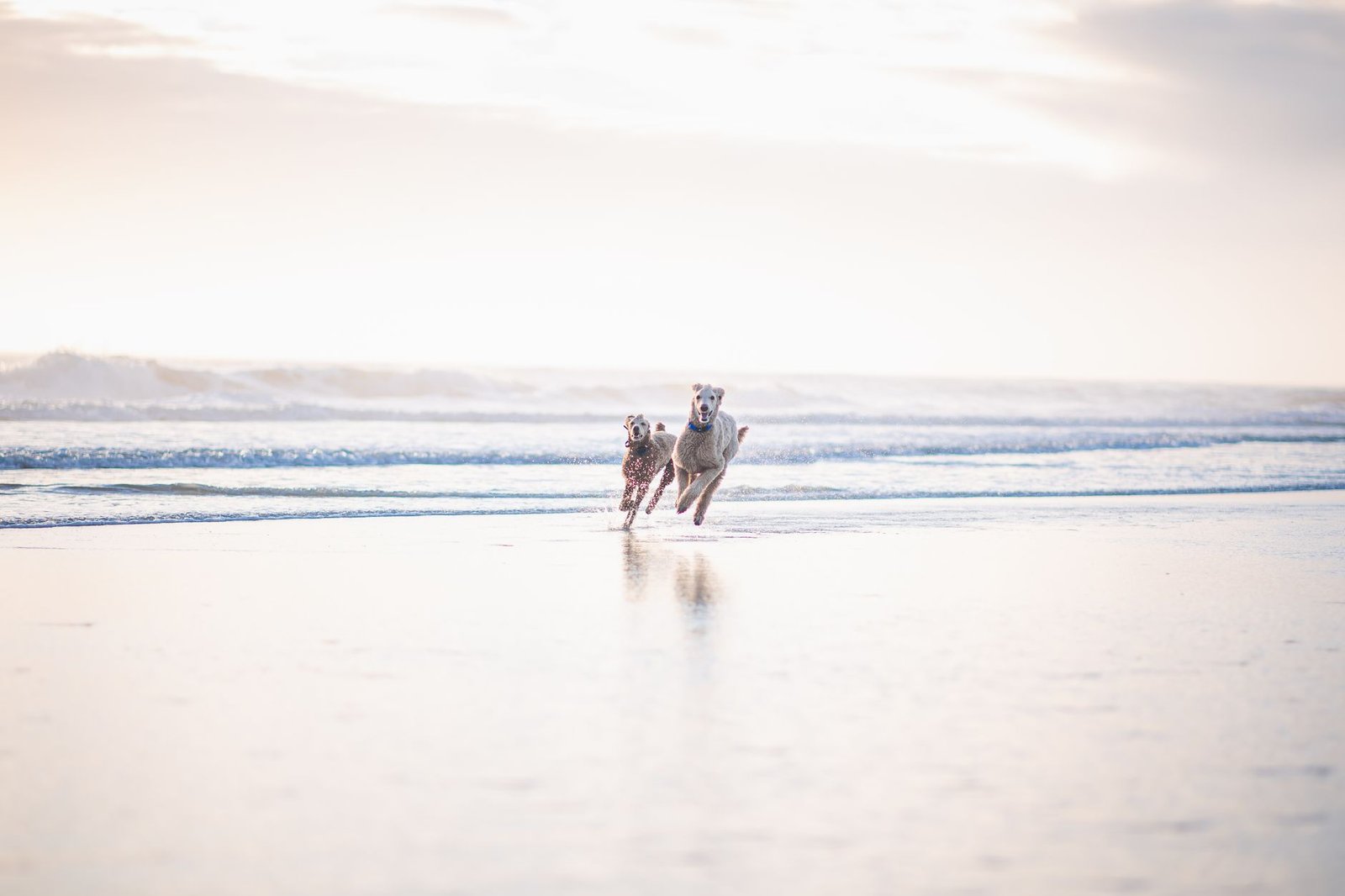Two dogs joyfully running on a sunny beach, capturing the essence of freedom and play outdoors.